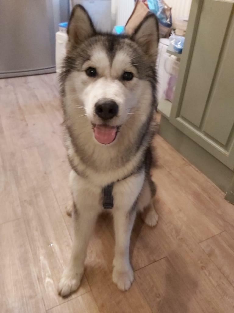 malamute gumtree